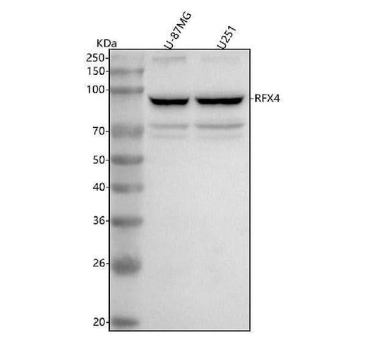 Anti-RFX4 Antibody Picoband® Boster Bio