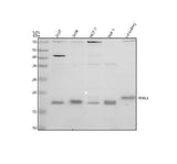 Anti-NME3 Antibody Picoband® Boster Bio