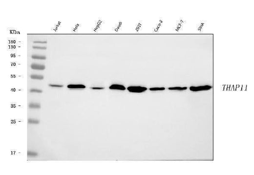 Anti-THAP11 Antibody Picoband® Boster Bio