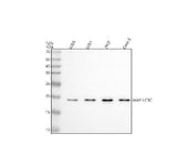 Anti-MAP1LC3C Antibody Picoband® Boster Bio