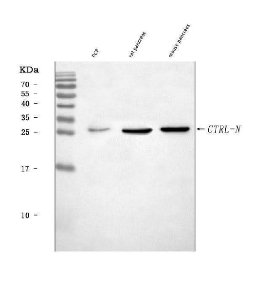 Anti-CTRL Antibody Picoband® Boster Bio
