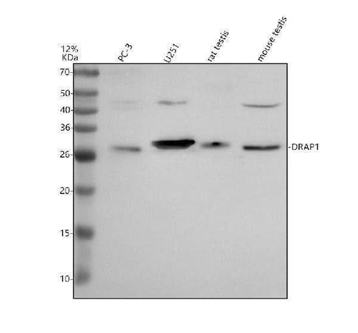 Anti-DRAP1 Antibody Picoband® Boster Bio