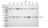 Anti-NUBP1 Antibody Picoband® Boster Bio