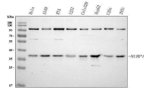 Anti-NUBP1 Antibody Picoband® Boster Bio