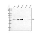 Anti-NANS Antibody Picoband® Boster Bio