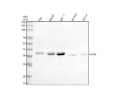 Anti-NANS Antibody Picoband® Boster Bio