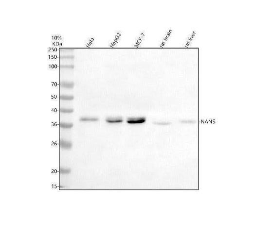 Anti-NANS Antibody Picoband® Boster Bio