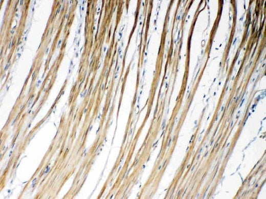 Anti-Connexin 45/GJA7/GJC1 Antibody Picoband® Boster Bio
