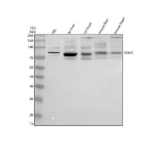 Anti-TGM5 Antibody Picoband® Boster Bio