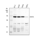 Anti-NDST2 Antibody Picoband® Boster Bio