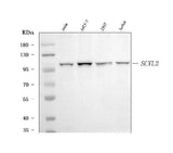 Anti-SCYL2 Antibody Picoband® Boster Bio