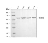 Anti-SCYL2 Antibody Picoband® Boster Bio