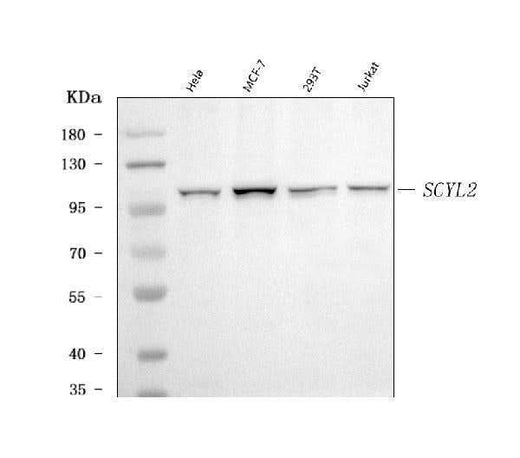 Anti-SCYL2 Antibody Picoband® Boster Bio