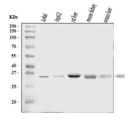 Anti-GAS2 Antibody Picoband® Boster Bio