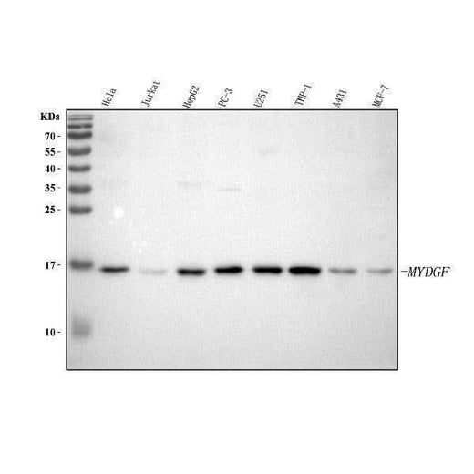 Anti-C19orf10/MYDGF Antibody Picoband® Boster Bio