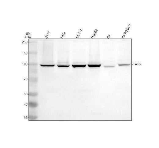 Anti-TAF5 Antibody Picoband® Boster Bio