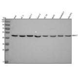 Anti-RBM17 Antibody Picoband® Boster Bio