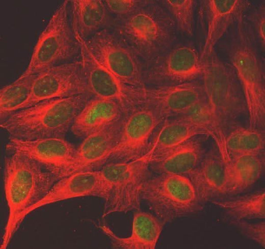 Anti-SGO2 Antibody Picoband® Boster Bio