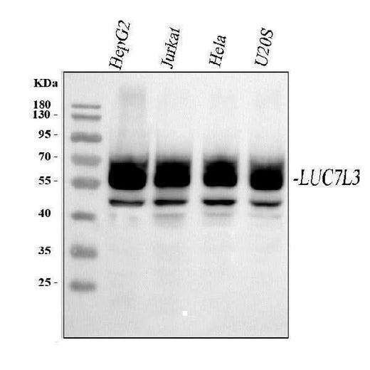 Anti-CROP/LUC7L3 Antibody Picoband® Boster Bio