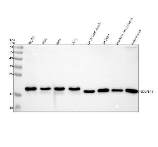 Anti-NDUFB11 Antibody Picoband® Boster Bio