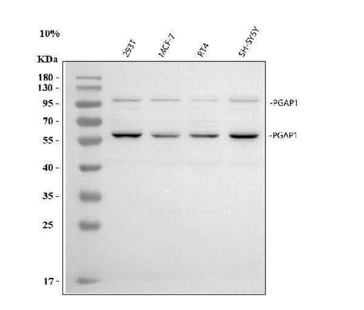 Anti-PGAP1 Antibody Picoband® Boster Bio