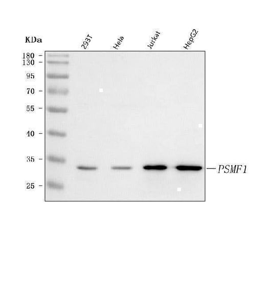 Anti-PSMF1 Antibody Picoband® Boster Bio