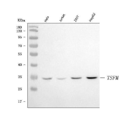 Anti-EF-Ts/TSFM Antibody Picoband® Boster Bio