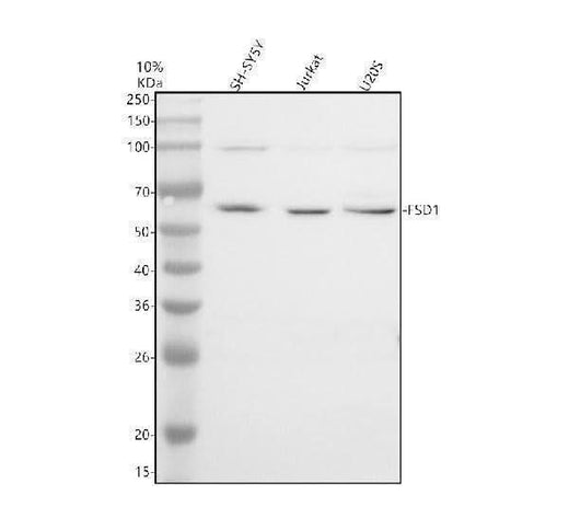 Anti-FSD1 Antibody Picoband® Boster Bio