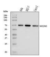 Anti-Nac1/NACC1 Antibody Picoband® Boster Bio