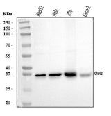 Anti-Calponin 2/CNN2 Antibody Picoband® Boster Bio