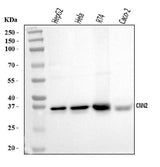 Anti-Calponin 2/CNN2 Antibody Picoband® Boster Bio