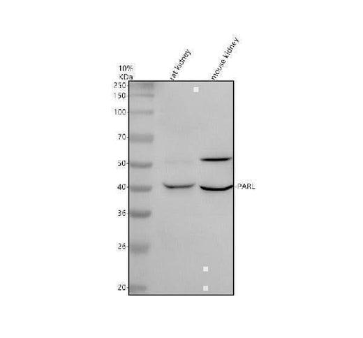 Anti-PARL Antibody Picoband® Boster Bio