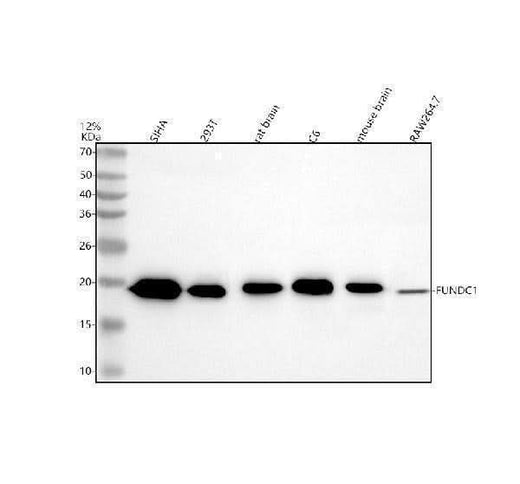 Anti-FUNDC1 Antibody Picoband® Boster Bio