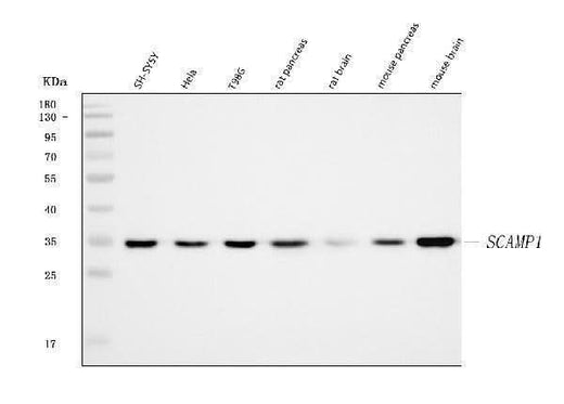 Anti-SCAMP1 Antibody Picoband® Boster Bio