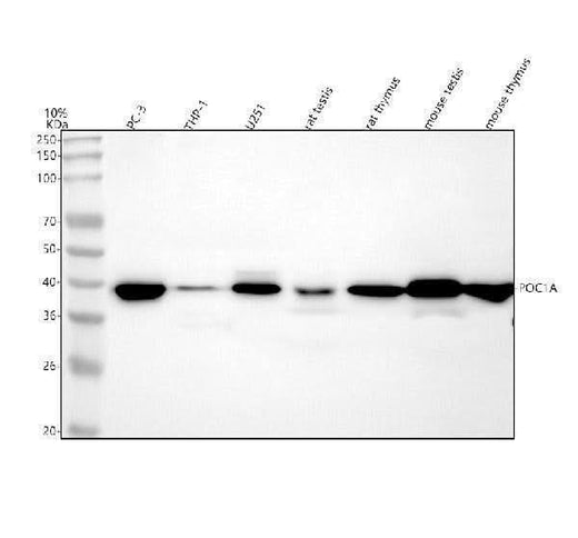 Anti-POC1A Antibody Picoband® Boster Bio