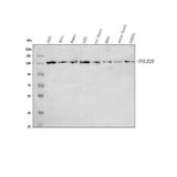 Anti-POLR2B Antibody Picoband® Boster Bio