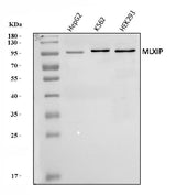 Anti-MLX-interacting protein/MLXIP Antibody Picoband® Boster Bio
