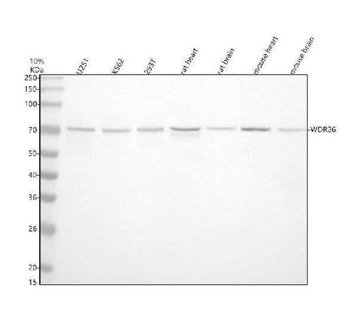 Anti-WDR26 Antibody Picoband® Boster Bio