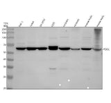 Anti-PEX5L Antibody Picoband® Boster Bio