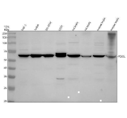 Anti-PEX5L Antibody Picoband® Boster Bio