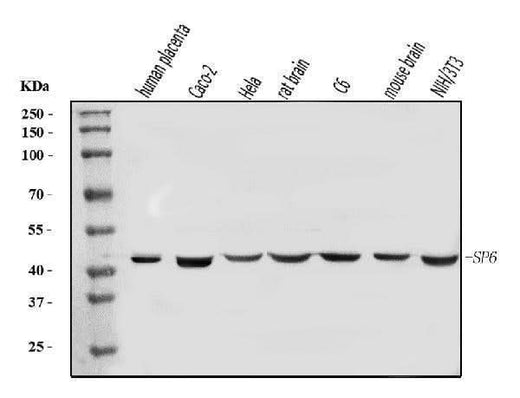 Anti-SP6 Antibody Picoband® Boster Bio