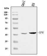 Anti-SP6 Antibody Picoband® Boster Bio
