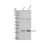 Anti-SLC25A11 Antibody Picoband® Boster Bio