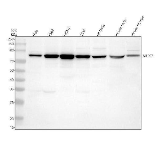 Anti-MEPCE Antibody Picoband® Boster Bio