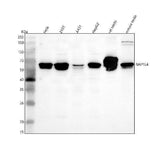 Anti-NAP1L4 Antibody Picoband® Boster Bio