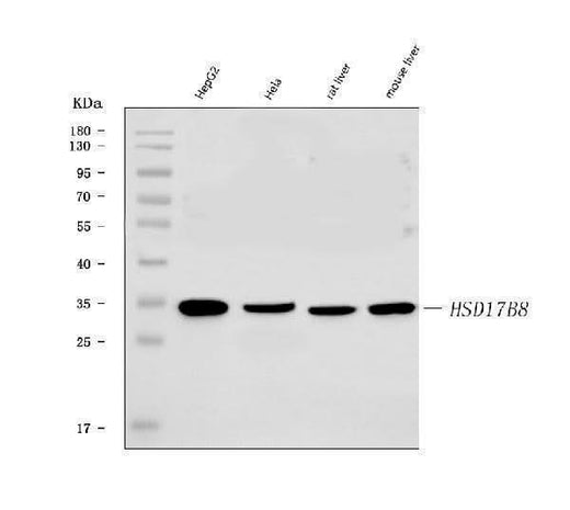 Anti-HSD17B8 Antibody Picoband® Boster Bio