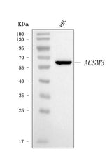 Anti-SAH/ACSM3 Antibody Picoband® Boster Bio