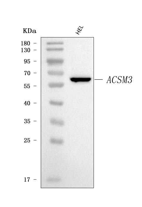 Anti-SAH/ACSM3 Antibody Picoband® Boster Bio