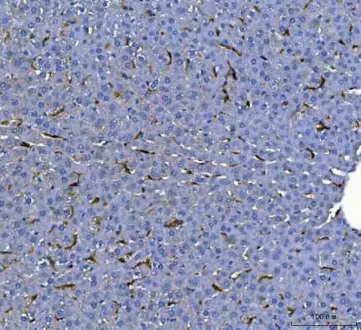 Anti-F4/80/Adgre1 Antibody Boster Bio