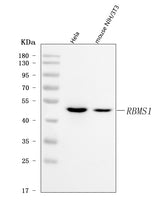 Anti-RBMS1 Antibody Picoband® Boster Bio